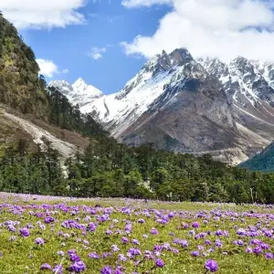 Explore Sikkim & West Bengal for 16 days with Crooked Compass and discover unforgettable experiences - Photo 10