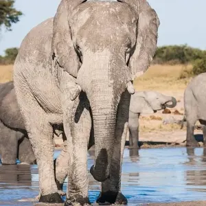 Explore Southern Africa aboard the African Dream: travel to the ends of the earth with extended stay at the Cape Peninsula (port-to-port cruise) for 13 days with CroisiEurope River Cruises and discover unforgettable experiences - Photo 6
