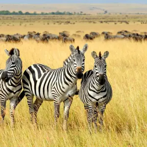 Explore Southern Africa aboard the African Dream: travel to the ends of the earth with extended stay at the Cape Peninsula (port-to-port cruise) for 13 days with CroisiEurope River Cruises and discover unforgettable experiences - Photo 10
