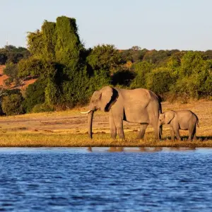 Explore Southern Africa aboard the African Dream: travel to the ends of the earth with extended stay at the Cape Peninsula (port-to-port cruise) for 13 days with CroisiEurope River Cruises and discover unforgettable experiences - Photo 11