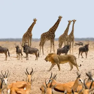 Explore Southern Africa aboard the African Dream: travel to the ends of the earth (port-to-port cruise) (9 destinations) for 9 days with CroisiEurope River Cruises and discover unforgettable experiences - Photo 3