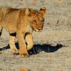 Explore Southern Africa aboard the African Dream: travel to the ends of the earth (port-to-port cruise) (9 destinations) for 9 days with CroisiEurope River Cruises and discover unforgettable experiences - Photo 4