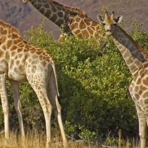 Explore Southern Africa aboard the African Dream: travel to the ends of the earth (port-to-port cruise) (9 destinations) for 9 days with CroisiEurope River Cruises and discover unforgettable experiences - Photo 5