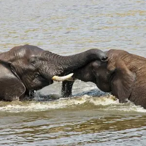 Explore Southern Africa aboard the African Dream: travel to the ends of the earth (port-to-port cruise) (9 destinations) for 9 days with CroisiEurope River Cruises and discover unforgettable experiences - Photo 7