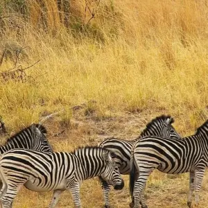 Explore Southern Africa aboard the African Dream: travel to the ends of the earth (port-to-port cruise) (9 destinations) for 9 days with CroisiEurope River Cruises and discover unforgettable experiences - Photo 11