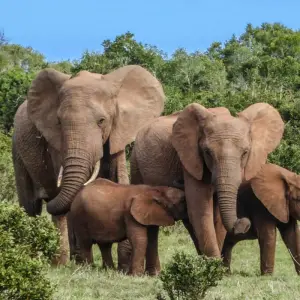 Explore SOUTH AFRICA ADVENTURES for 7 days with Culture Holidays Private Limited and discover unforgettable experiences - Photo 3