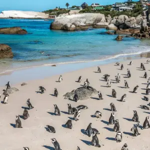 Explore SOUTH AFRICA ADVENTURES for 7 days with Culture Holidays Private Limited and discover unforgettable experiences - Photo 4