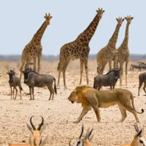 Explore SOUTH AFRICA ADVENTURES for 7 days with Culture Holidays Private Limited and discover unforgettable experiences - Photo 6