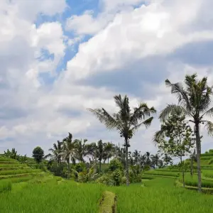 Explore Tranquil Bali Trip for 7 days with Culture Holidays Private Limited and discover unforgettable experiences - Photo 9