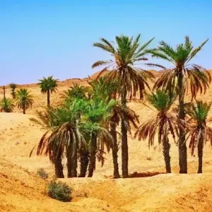 Explore The Grand Tour of Tunisia for 11 days with Depart Travel Services and discover unforgettable experiences - Photo 9