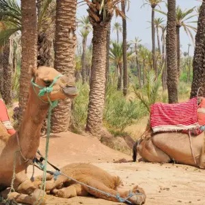 Explore Experiencing Marrakech:  5-Day Journey in Marrakech for 5 days with Desertbrise Travel and discover unforgettable experiences - Photo 5
