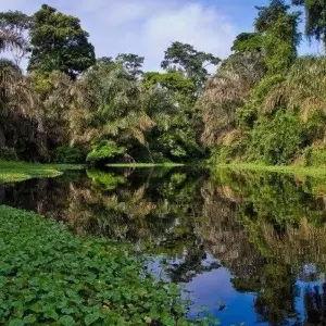 Explore Tortuguero Jungle Expedition, Short Break (On Request) for 3 days with Destination Services Costa Rica and discover unforgettable experiences - Photo 2