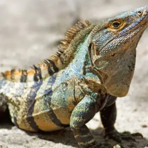Explore Caribbean to Pacific, Self-drive for 10 days with Destination Services Costa Rica and discover unforgettable experiences - Photo 3