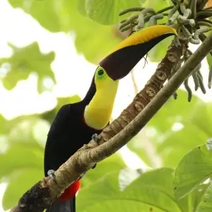 Explore Exotic Costa Rica, Self-drive for 8 days with Destination Services Costa Rica and discover unforgettable experiences - Photo 4