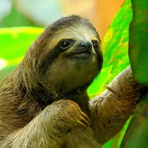 Explore Beaches and Nature with Tambor, Self-drive for 15 days with Destination Services Costa Rica and discover unforgettable experiences - Photo 3