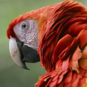 Explore Beaches and Nature with Tambor, Self-drive for 15 days with Destination Services Costa Rica and discover unforgettable experiences - Photo 4
