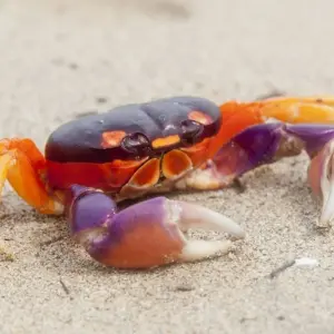 Explore Beaches and Nature with Tambor, Self-drive for 15 days with Destination Services Costa Rica and discover unforgettable experiences - Photo 9