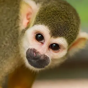 Explore Costa Rica: Love in the Jungle for 10 days with Destination Services Costa Rica and discover unforgettable experiences - Photo 9