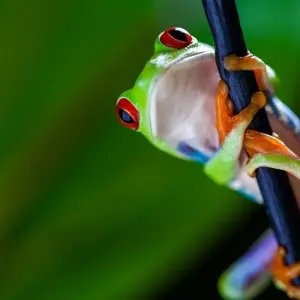 Explore Costa Rica: Love in the Jungle for 10 days with Destination Services Costa Rica and discover unforgettable experiences - Photo 11