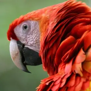 Explore From the Atlantic to the Pacific for 11 days with Destination Services Costa Rica and discover unforgettable experiences - Photo 10