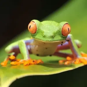 Explore From the Atlantic to the Pacific for 11 days with Destination Services Costa Rica and discover unforgettable experiences - Photo 11