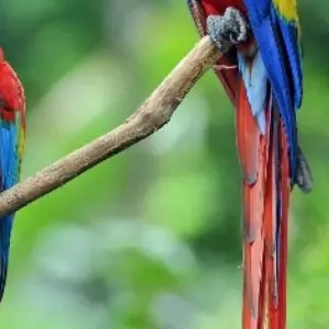 Explore Costa Rica Pure Nature 10 days for 10 days with Destiny Travel Costa Rica  and discover unforgettable experiences - Photo 5