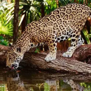 Explore Costa Rica Pure Nature 10 days for 10 days with Destiny Travel Costa Rica  and discover unforgettable experiences - Photo 8