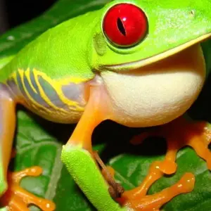 Explore Exotic Landscapes of Costa Rica for 9 days with Destiny Travel Costa Rica  and discover unforgettable experiences - Photo 9