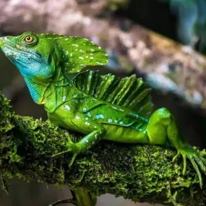Explore Touring Costa Rica "Fly & Drive" for 13 days with Destiny Travel Costa Rica  and discover unforgettable experiences - Photo 8