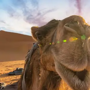 Explore Morocco Tours : Highlights of Morocco (10 days  9 nights) from Casablanca for 10 days with Discover Morocco Tours and discover unforgettable experiences - Photo 3