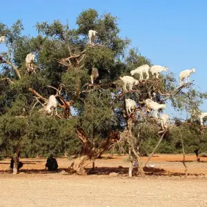 Explore The Best Holiday in Morocco / 12 Day tour from Casablanca for 12 days with Discover Morocco Tours and discover unforgettable experiences - Photo 4