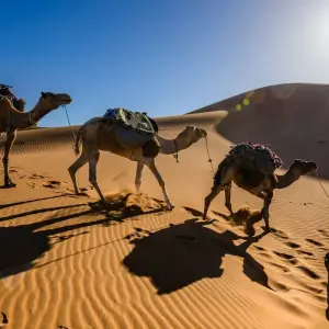 Explore 5 days 4 nights desert tour from Marrakech for 5 days with Discover Morocco Tours and discover unforgettable experiences - Photo 6