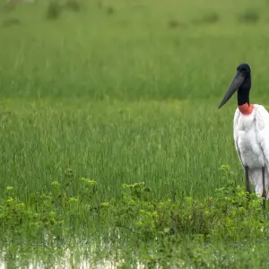 Explore Northern Pantanal Roundtrip for 8 days with ETours Brazil DMC and discover unforgettable experiences - Photo 2