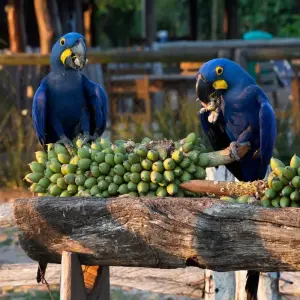 Explore Brazilian Nature and Wildlife Tour (incl. domestic flights) for 13 days with ETours Brazil DMC and discover unforgettable experiences - Photo 4