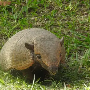 Explore Northern Pantanal Roundtrip for 8 days with ETours Brazil DMC and discover unforgettable experiences - Photo 3