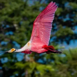 Explore Northern Pantanal Roundtrip for 8 days with ETours Brazil DMC and discover unforgettable experiences - Photo 4
