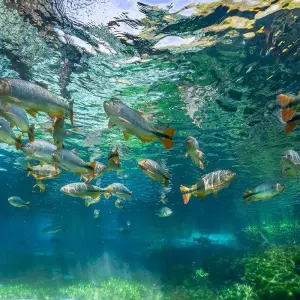 Explore Northern Pantanal Roundtrip for 8 days with ETours Brazil DMC and discover unforgettable experiences - Photo 6