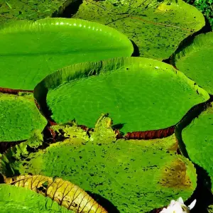 Explore Amazon Food Tour: Belém & Marajó Island for 6 days with ETours Brazil DMC and discover unforgettable experiences - Photo 5