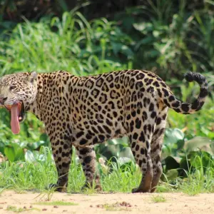 Explore Northern Pantanal Roundtrip for 8 days with ETours Brazil DMC and discover unforgettable experiences - Photo 8