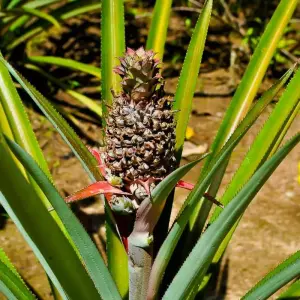 Explore Amazon Food Tour: Belém & Marajó Island for 6 days with ETours Brazil DMC and discover unforgettable experiences - Photo 6