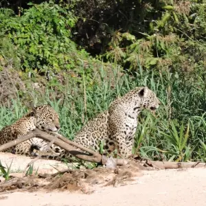 Explore Northern Pantanal Roundtrip for 8 days with ETours Brazil DMC and discover unforgettable experiences - Photo 9