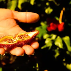 Explore Amazon Food Tour: Belém & Marajó Island for 6 days with ETours Brazil DMC and discover unforgettable experiences - Photo 7