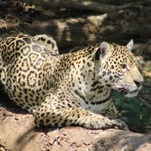 Explore On the tracks of the jaguar (incl. domestic flights) for 11 days with ETours Brazil DMC and discover unforgettable experiences - Photo 11