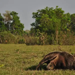 Explore Southern Pantanal & Bonito for 7 days with ETours Brazil DMC and discover unforgettable experiences - Photo 10