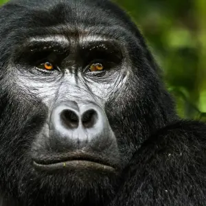 Explore 4 Day Gorilla Trekking in Uganda starting and ending in Rwanda. for 4 days with Egypt Skyway Tours and discover unforgettable experiences - Photo 9
