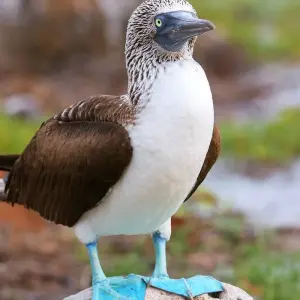 Explore Galapagos Uncovered for 10 days with Encounters Travel and discover unforgettable experiences - Photo 3