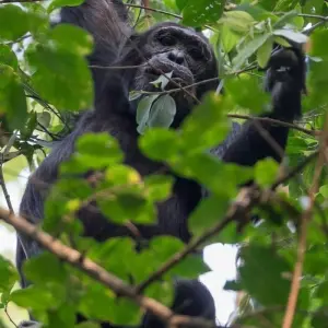 Explore Gorillas & Plains for 15 days with Encounters Travel and discover unforgettable experiences - Photo 2