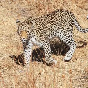 Explore The Grand Southern Safari for 20 days with Encounters Travel and discover unforgettable experiences - Photo 6