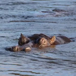 Explore The Grand Southern Safari for 20 days with Encounters Travel and discover unforgettable experiences - Photo 7