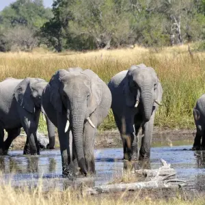Explore The Grand Southern Safari for 20 days with Encounters Travel and discover unforgettable experiences - Photo 8